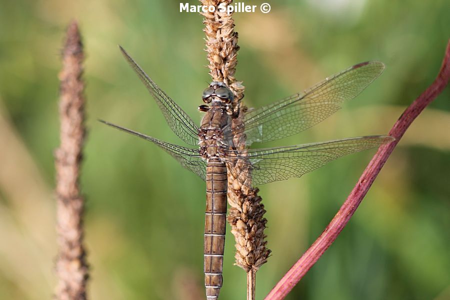 Orthetrum coerulescens ?? no, brunneum